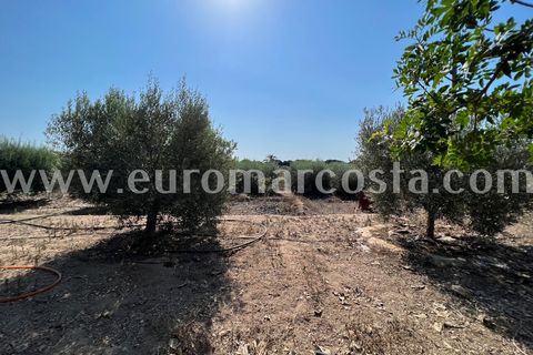 Landejendom i Elche, Alicante, Elche - € 290.000 | Ref: 4115 - foto 25