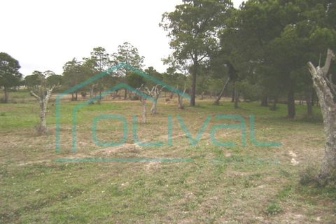 Helårsgrund i Coruche, Santarem, Coruche - € 300.000 | Ref: TS64 - foto 3