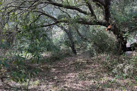 Helårsgrund i Arta, Mallorca, Arta - € 245.000 | Ref: 1166S - foto 12