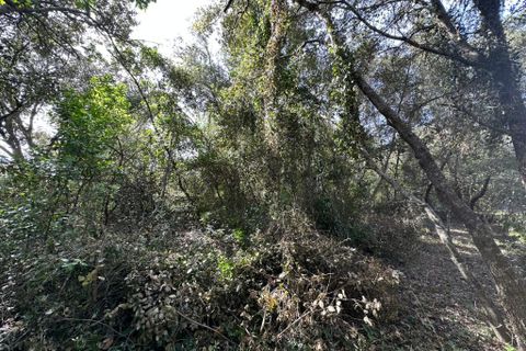 Helårsgrund i Arta, Mallorca, Arta - € 245.000 | Ref: 1166S - foto 17