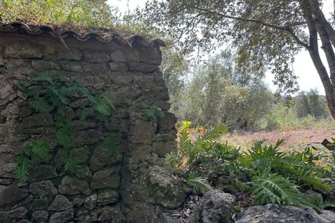 Helårsgrund i Arta, Mallorca, Arta - € 245.000 | Ref: 1166S - foto 20