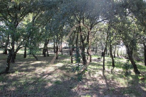 Helårsgrund i Ourem, Santarem, Ourem - € 20.000 | Ref: CV11010-33 - foto 5