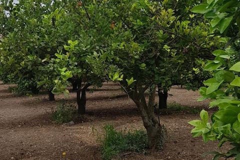 Helårsgrund i Noto, Siracusa, Noto - € 80.000 | Ref: BQV-1201 - foto 1