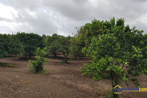 Helårsgrund i Noto, Siracusa, Noto - € 80.000 | Ref: BQV-1201 - foto 3
