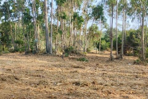 Helårsgrund i Santo Onofre e Serra do Bouro, Leiria, Santo Onofre e Serra do Bouro - € 97.000 | Ref: 143WCP - foto 13
