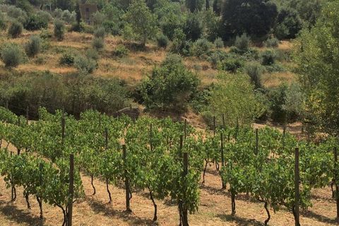 Villa i Cortona, Arezzo, Cortona - € 2.400.000 | Ref: v4350sc-x - foto 11