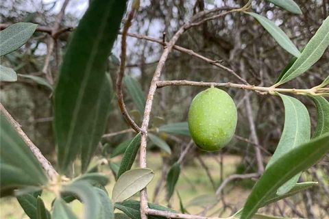 Helårsgrund i Noto, Siracusa, Noto - € 35.000 | Ref: 72T - foto 6