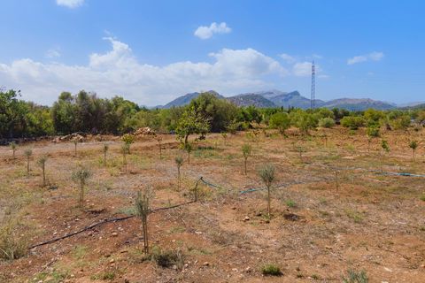 Tomt i Pollenca, Mallorca, Pollenca - € 750 000 | Ref: POL0581POL5 - foto 3