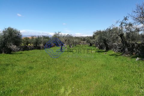 Byhus i Idanha-a-Nova, Castelo Branco, Idanha-a-Nova - € 45.000 | Ref: 144641 - foto 9