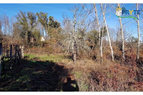 Farm i Serta, Castelo Branco, Serta - € 152.000 | Ref: AS65 - foto 3