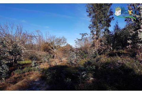 Farm i Serta, Castelo Branco, Serta - € 152.000 | Ref: AS65 - foto 5