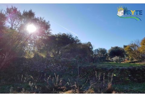 Farm i Serta, Castelo Branco, Serta - € 152.000 | Ref: AS65 - foto 9