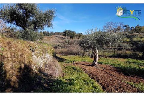 Farm i Serta, Castelo Branco, Serta - € 152.000 | Ref: AS65 - foto 18