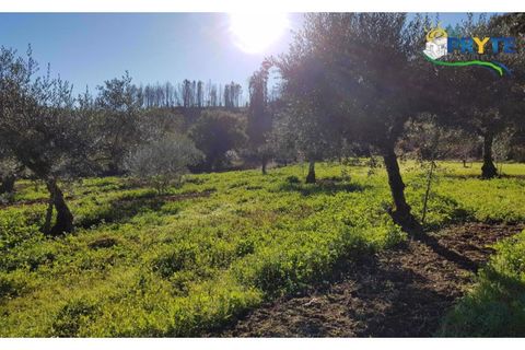 Farm i Serta, Castelo Branco, Serta - € 152.000 | Ref: AS65 - foto 19