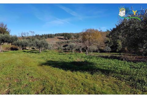 Farm i Serta, Castelo Branco, Serta - € 152.000 | Ref: AS65 - foto 20
