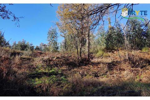 Farm i Serta, Castelo Branco, Serta - € 152.000 | Ref: AS65 - foto 23