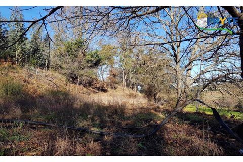 Farm i Serta, Castelo Branco, Serta - € 152.000 | Ref: AS65 - foto 24