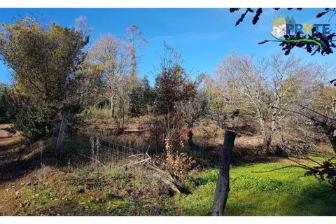 Farm i Serta, Castelo Branco, Serta - € 152.000 | Ref: AS65 - foto 28