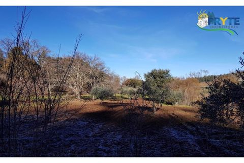 Farm i Serta, Castelo Branco, Serta - € 152.000 | Ref: AS65 - foto 29