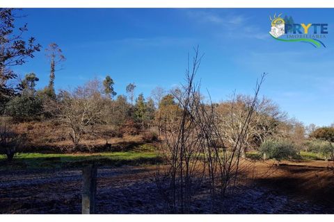 Farm i Serta, Castelo Branco, Serta - € 152.000 | Ref: AS65 - foto 30