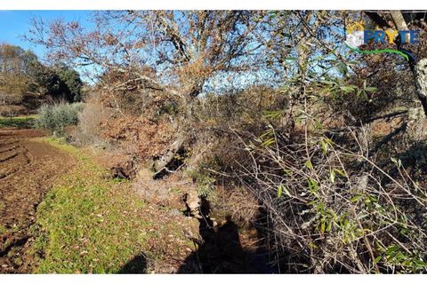 Farm i Serta, Castelo Branco, Serta - € 152.000 | Ref: AS65 - foto 31