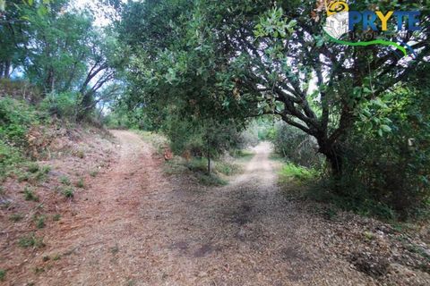 Farm i Serta, Castelo Branco, Serta - € 579.000 | Ref: AA156 - foto 3