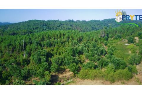 Farm i Serta, Castelo Branco, Serta - € 579.000 | Ref: AA156 - foto 39