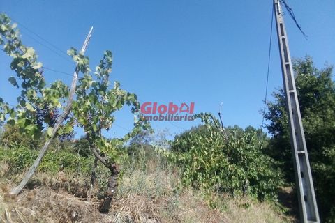 Farm i Viseu, Viseu, Viseu - € 129.500 | Ref: 189222331 - foto 3