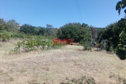 Farm i Viseu, Viseu, Viseu - € 129.500 | Ref: 189222331 - foto 4