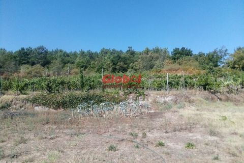 Farm i Viseu, Viseu, Viseu - € 129.500 | Ref: 189222331 - foto 5