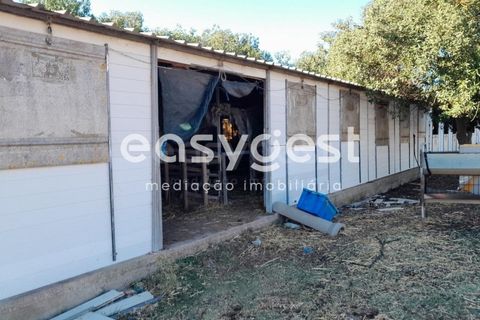 Helårsgrund i Beringel, Beja, Beringel - € 88.000 | Ref: BJ89979 - foto 12