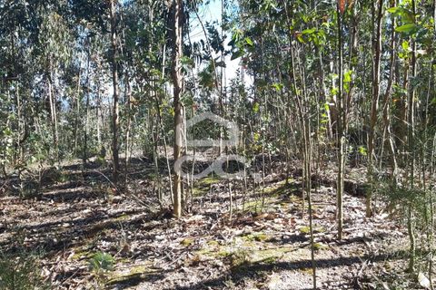 Helårsgrund i Valongo, Porto, Valongo - € 64.500 | Ref: 336/T/00979 - foto 3