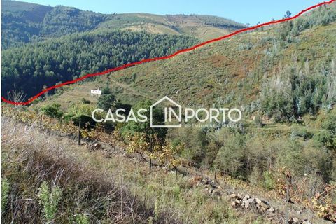 Landejendom i Baiao, Porto, Baiao - € 1.500.000 | Ref: Quinta_InDouro_2489 - foto 44
