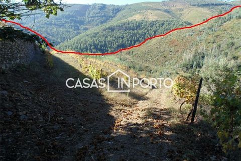 Landejendom i Baiao, Porto, Baiao - € 1.500.000 | Ref: Quinta_InDouro_2489 - foto 46
