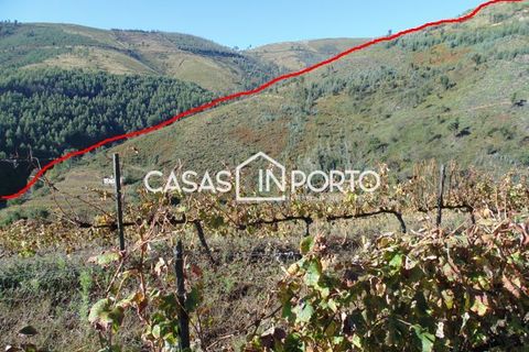 Landejendom i Baiao, Porto, Baiao - € 1.500.000 | Ref: Quinta_InDouro_2489 - foto 47