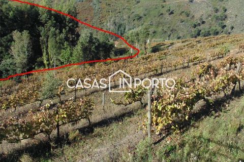 Landejendom i Baiao, Porto, Baiao - € 1.500.000 | Ref: Quinta_InDouro_2489 - foto 48