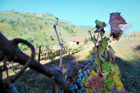 Landejendom i Baiao, Porto, Baiao - € 1.500.000 | Ref: Quinta_InDouro_2489 - foto 49