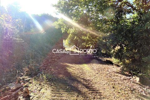 Landejendom i Baiao, Porto, Baiao - € 1.500.000 | Ref: Quinta_InDouro_2489 - foto 50