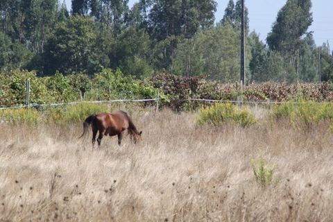 Helårsgrund i Eixo e Eirol, Aveiro, Eixo e Eirol - € 200.000 | Ref: AV22/202 - foto 10
