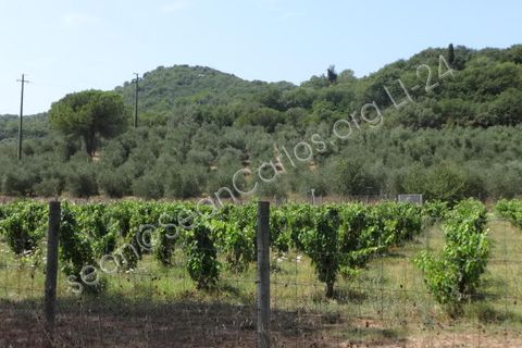 Villa a Suvereto, Livorno, Suvereto - € 279.000 | Ref: LI-24 - foto 22