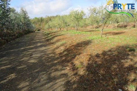 Helårsgrund i Serta, Castelo Branco, Serta - € 44.920 | Ref: VF211 - foto 5