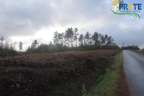 Ruinere i Serta, Castelo Branco, Serta - € 39.000 | Ref: AA212 - foto 4