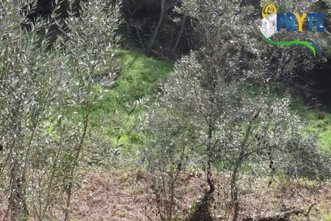 Helårsgrund i Serta, Castelo Branco, Serta - € 129.000 | Ref: AA159 - foto 11