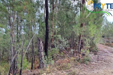 Helårsgrund i Serta, Castelo Branco, Serta - € 34.500 | Ref: MG104 - foto 6