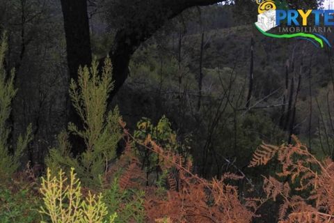 Helårsgrund i Serta, Castelo Branco, Serta - € 18.500 | Ref: AA154 - foto 5