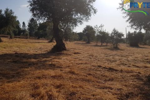 Helårsgrund i Serta, Castelo Branco, Serta - € 165.000 | Ref: AS35 - foto 8