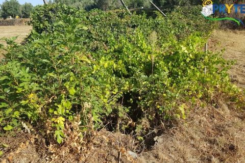 Helårsgrund i Serta, Castelo Branco, Serta - € 165.000 | Ref: AS35 - foto 19