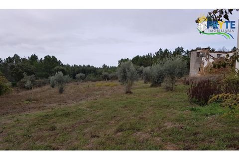 Ruinere i Serta, Castelo Branco, Serta - € 35.000 | Ref: AS37 - foto 7