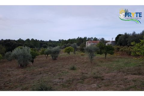 Ruinere i Serta, Castelo Branco, Serta - € 35.000 | Ref: AS37 - foto 9