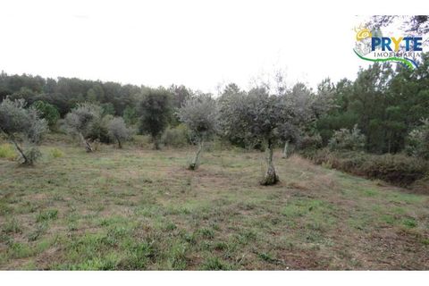 Ruinere i Serta, Castelo Branco, Serta - € 35.000 | Ref: AS37 - foto 15